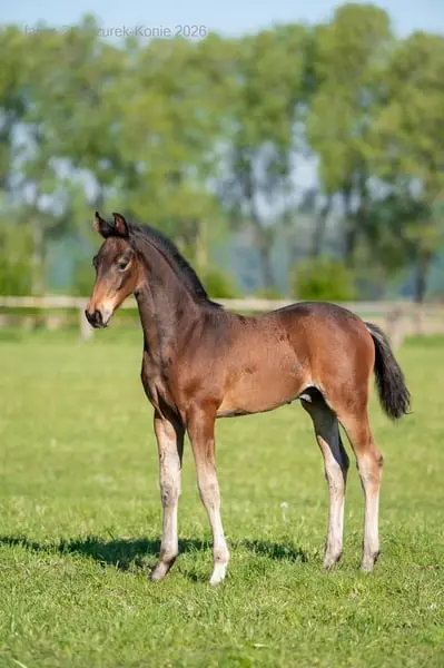 Junger Sporttalent Dream Royal x Pegasus HB