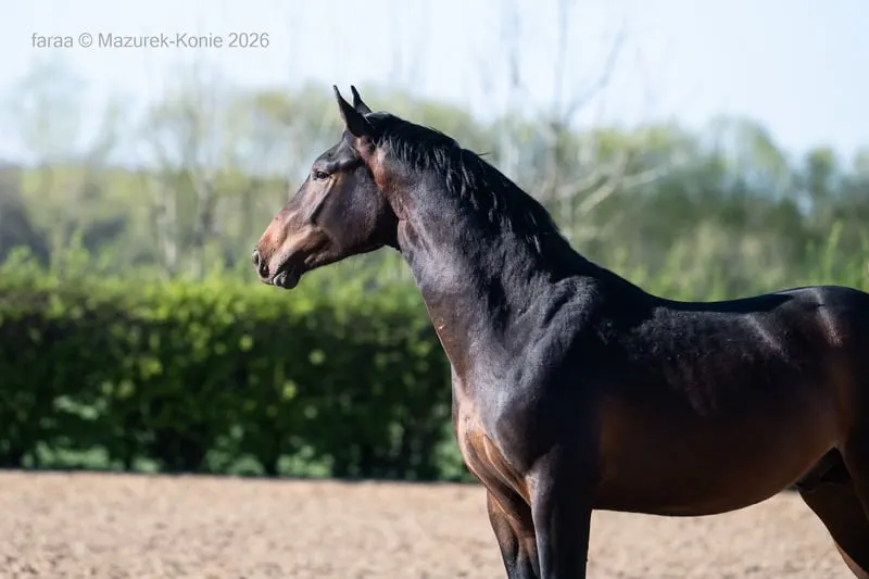Junger Dressurhengst nach Dream Royal