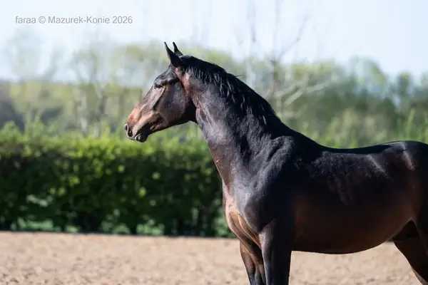 Jeune étalon de dressage par Dream Royal