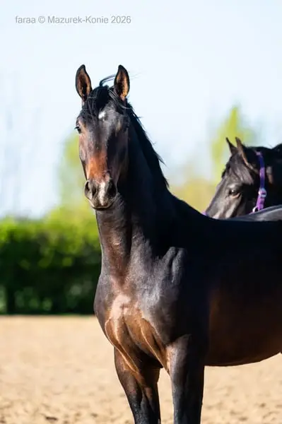Junger Dressurhengst nach Dream Royal