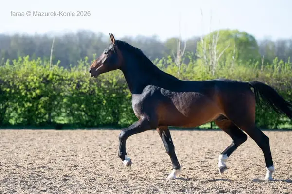 Junger Dressurhengst nach Dream Royal