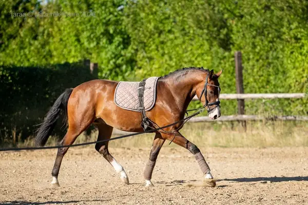 Caballo castrado con mucho potencial para el trabajo de doma