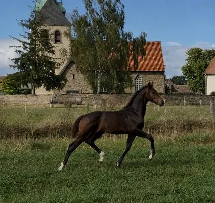 Bildhübsches Stutfohlen von Souverain (Sezuan)x Apache