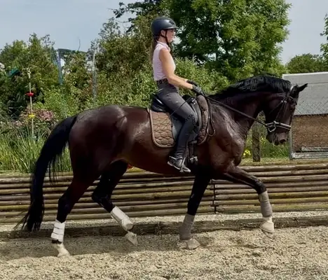 Jeune cheval de dressage de qualité issu de Santos