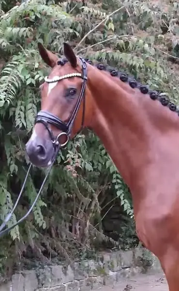 Grand hongre de 5 ans par Taurus x Floriscount
