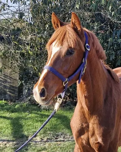 Semental de 2 años de Dream Boy x Fürstenball