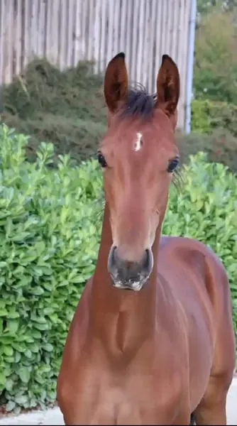 HF von Beck´s FRH x Londontime