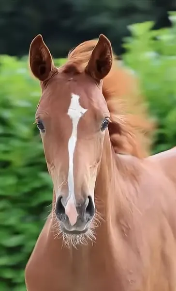 Besonderes Hengstfohlen von Beck´s FRH x Sandro Hit