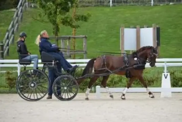 Rarität! Sportfahrpony der Extraklasse