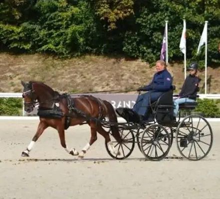 Rarität! Sportfahrpony der Extraklasse