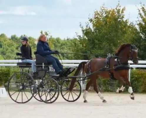 Rarität! Sportfahrpony der Extraklasse