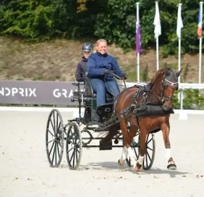 Rarität! Sportfahrpony der Extraklasse