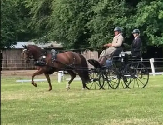 Rarität! Sportfahrpony der Extraklasse