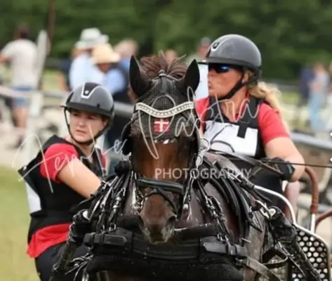 Rarität! Sportfahrpony der Extraklasse