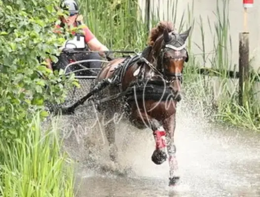 Rarität! Sportfahrpony der Extraklasse