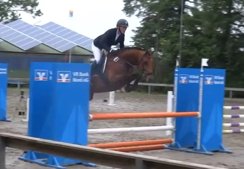 Elegantes Umsteigerpferd mit Potential