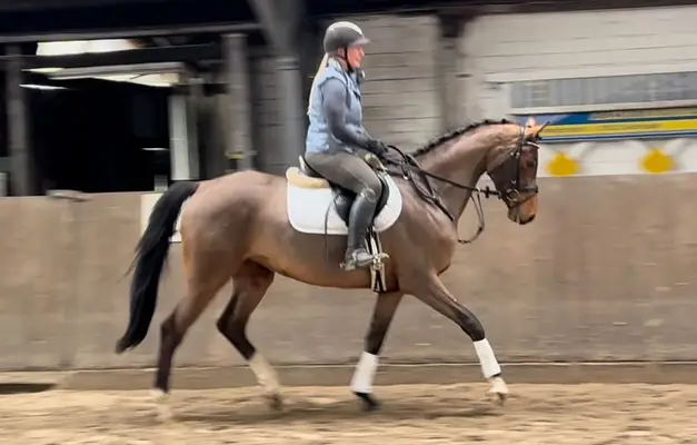 Elegantes Umsteigerpferd mit Potential