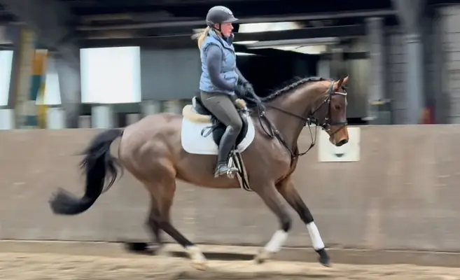 Elegantes Umsteigerpferd mit Potential