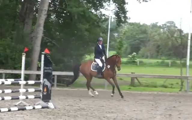 Elegantes Umsteigerpferd mit Potential