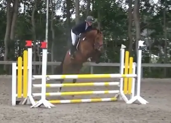 Elegantes Umsteigerpferd mit Potential