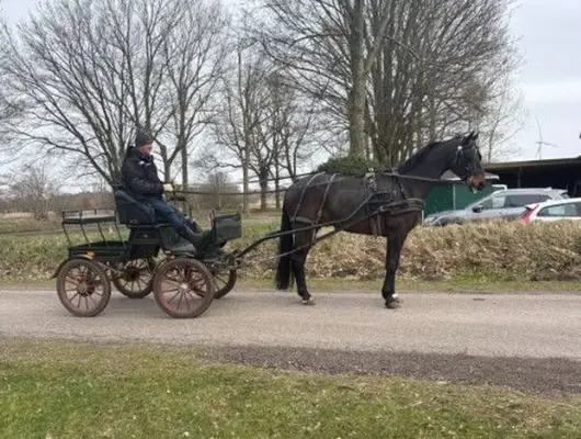 Hann. Fahr- und Freizeitpferd