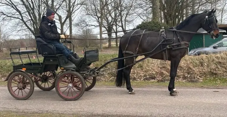 Hann. Fahr- und Freizeitpferd