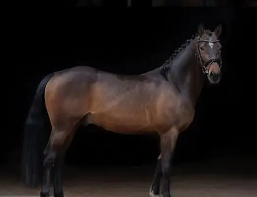Dornik de Luxe - für alle Sparten des Ponysports