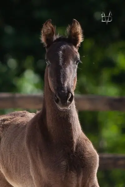 Beautiful black purebred Spanish horse stallion mare