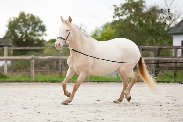 Isabell Perle, reine spanische Stute, ist tragend für 2027.