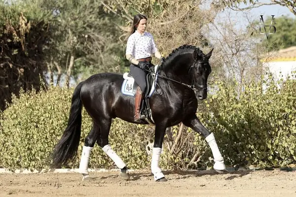 Isabell Perle, reine spanische Stute, ist tragend für 2027.