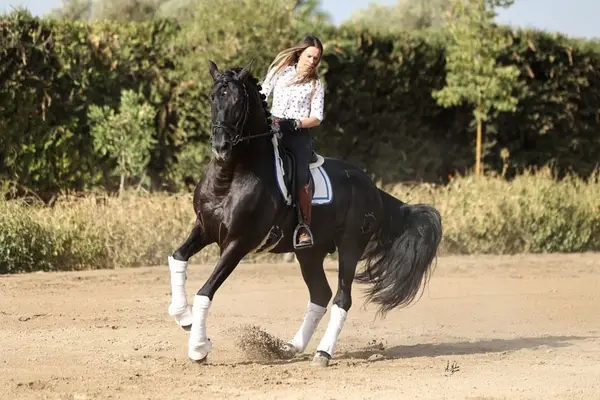 Isabell Perle, reine spanische Stute, ist tragend für 2027.
