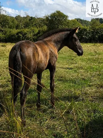 Black Purebred Spanish Mare, Prl or black with Cr