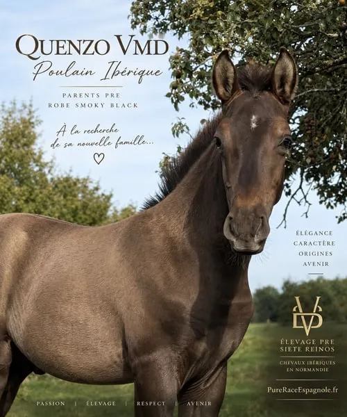 Andalusischer Fohlen (PRE), aber im Zuchtbuch des Royal BP eingetragen
