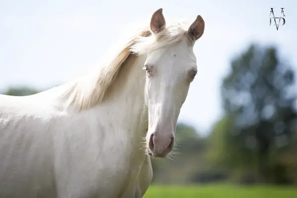 Beautiful pure Spanish stallion foal, cream-pearl colored coat
