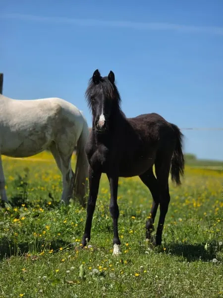 Silber Blossom Nevada – typvolles Partbrerd Araber