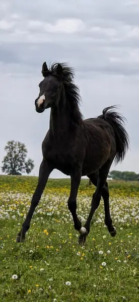 Silber Blossom Nevada – typvolles Partbrerd Araber