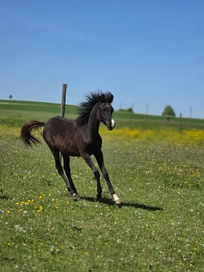 Silber Blossom Nevada – typvolles Partbrerd Araber