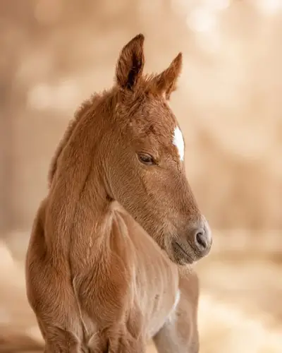 Al Jassim Arabians presents: Shakira Al Jassim