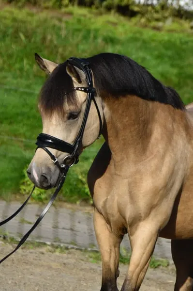 Traumhaft schöne, artige Reitpony Stute!