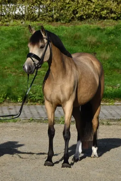 Traumhaft schöne, artige Reitpony Stute!
