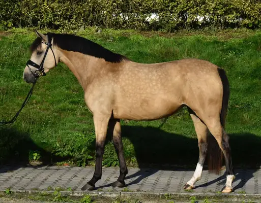 Traumhaft schöne, artige Reitpony Stute!