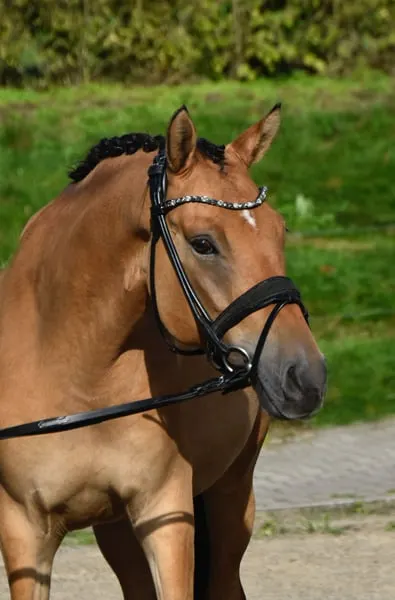 Absolut braves XL Reitpony mit sehr guten GGA