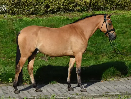 Absolut braves XL Reitpony mit sehr guten GGA