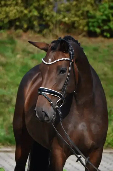 Très joli cheval de dame avec trois bonnes allures de base