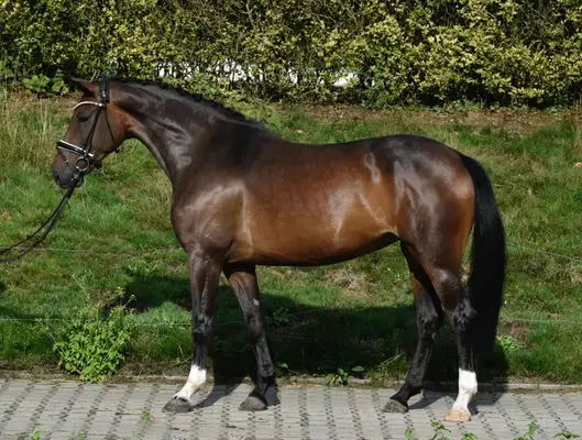 Sehr schickes Damenreitpferd mit drei guten Grundgangarten