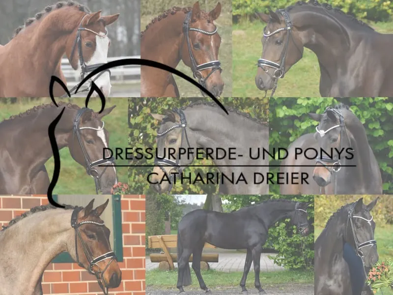 Regelmäßig Platz zum Anreiten und/oder Vermarkten Ihres Pferdes oder Ponys