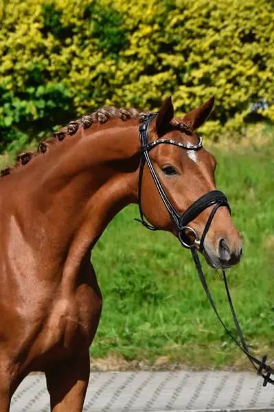 Cheval de sport expressif et prometteur
