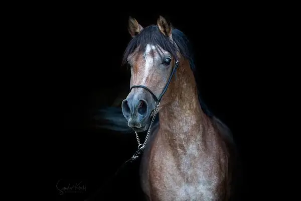 AS KLAWIS NAJM - Pure Egyptian Arabian Stallion, Blue List, Licensed