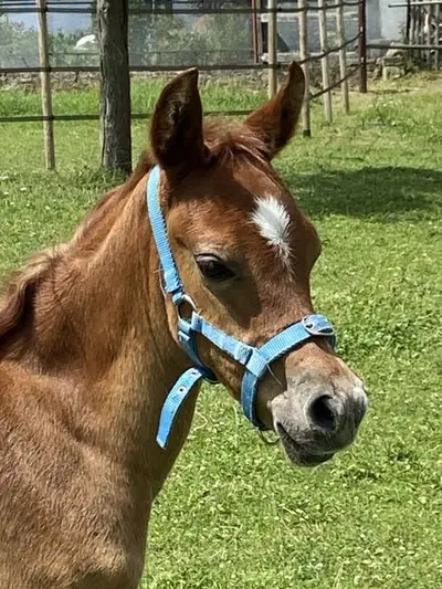 Arabian stallion pure Egyptian, born 5/26, Blue List