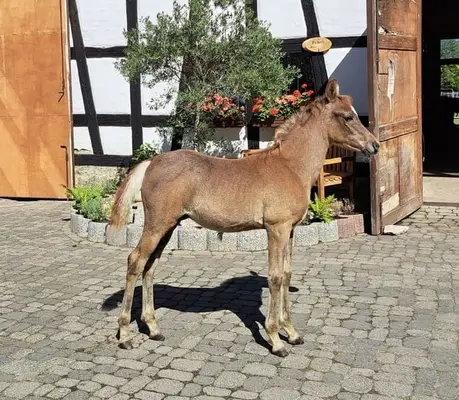 Araberhengst rein ägyptisch, geb 5/26, Blue List